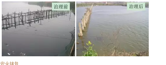 河道黑臭水質微生物改善技術-