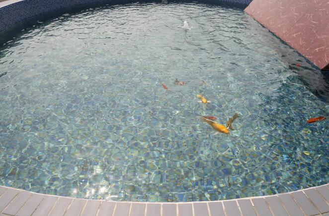 污水凈化后可養魚？這家污水處理廠真牛！-