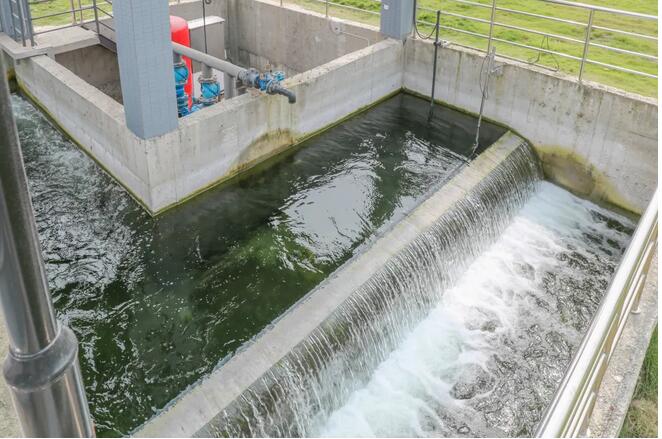 污水凈化后可養魚？這家污水處理廠真牛！-